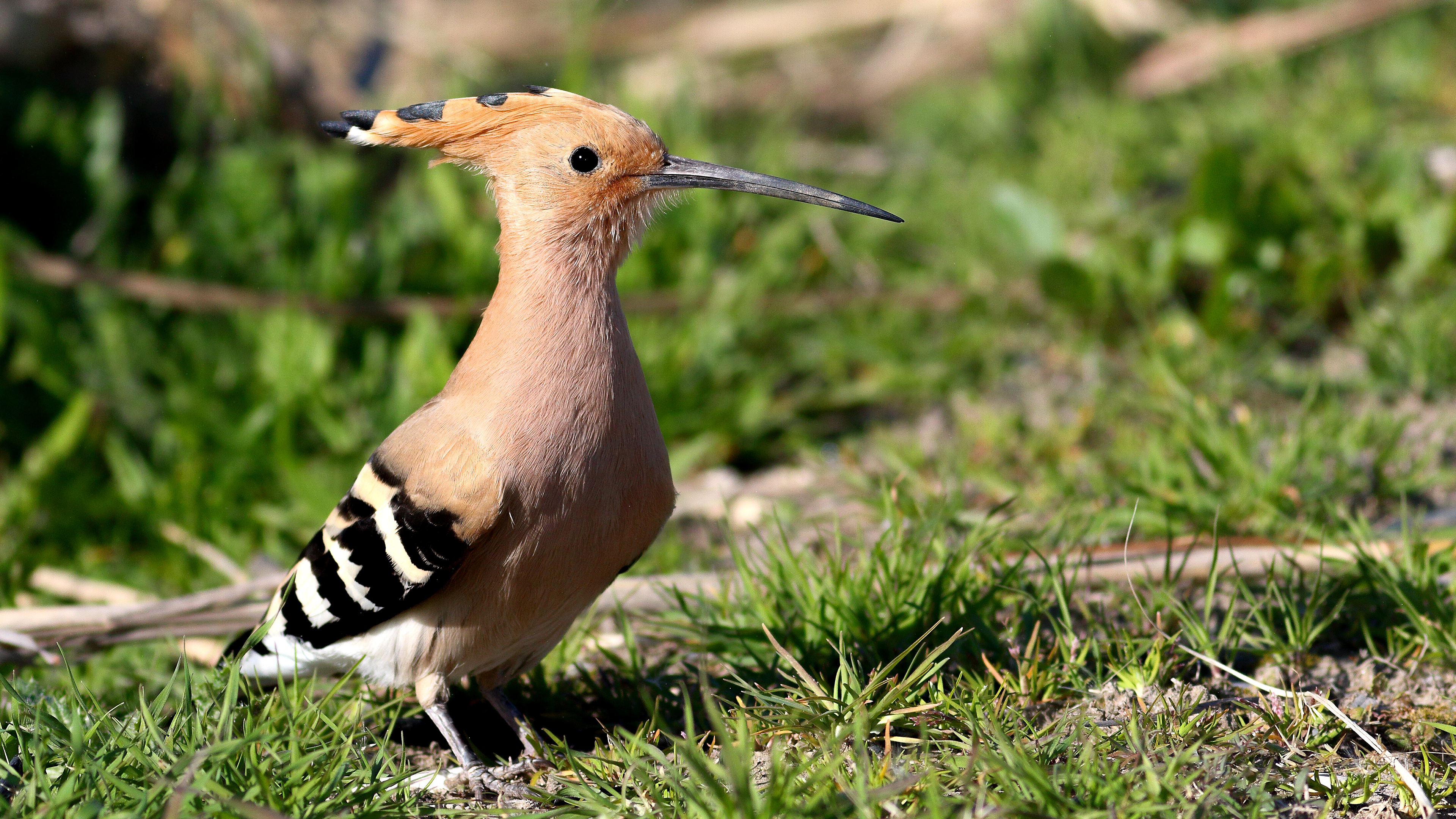 Eurasian Hoopoe
